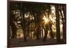 Ebony Forest, Zambia-Michele Westmorland-Framed Photographic Print