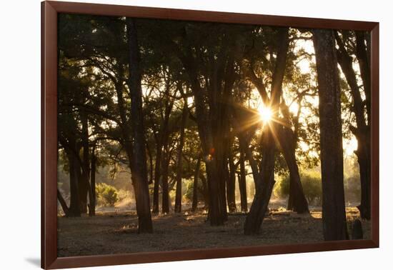 Ebony Forest, Zambia-Michele Westmorland-Framed Photographic Print