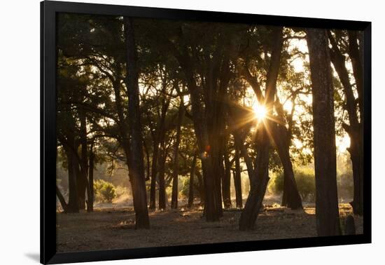 Ebony Forest, Zambia-Michele Westmorland-Framed Photographic Print