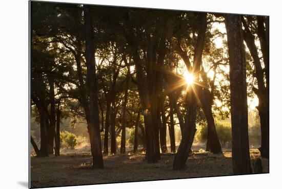 Ebony Forest, Zambia-Michele Westmorland-Mounted Photographic Print