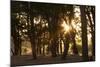 Ebony Forest, Zambia-Michele Westmorland-Mounted Photographic Print