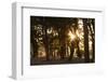 Ebony Forest, Zambia-Michele Westmorland-Framed Photographic Print