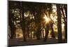 Ebony Forest, Zambia-Michele Westmorland-Mounted Photographic Print