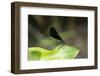 Ebony Jewelwing Male, Lawrence Co. Il-Richard ans Susan Day-Framed Photographic Print