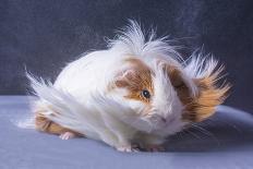 A Guinea Pig's Hair is Blowing in the Wind.-EBPhoto-Photographic Print