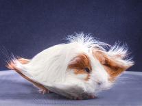 A Guinea Pig's Hair is Blowing in the Wind.-EBPhoto-Photographic Print