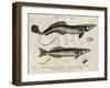 Echeneis and Echinorynchus (Fish)-J Pass-Framed Art Print