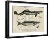 Echeneis and Echinorynchus (Fish)-J Pass-Framed Art Print