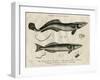 Echeneis and Echinorynchus (Fish)-J Pass-Framed Art Print