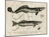 Echeneis and Echinorynchus (Fish)-J Pass-Mounted Art Print