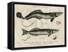 Echeneis and Echinorynchus (Fish)-J Pass-Framed Stretched Canvas