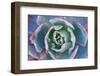 Echeveria Afterglow-Michael Hudson-Framed Art Print