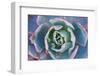 Echeveria Afterglow-Michael Hudson-Framed Art Print