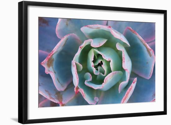 Echeveria Afterglow-Michael Hudson-Framed Art Print