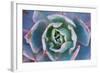 Echeveria Afterglow-Michael Hudson-Framed Art Print