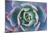 Echeveria Afterglow-Michael Hudson-Mounted Art Print