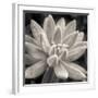 Echeveria Bloom-Assaf Frank-Framed Giclee Print