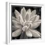 Echeveria Bloom-Assaf Frank-Framed Giclee Print