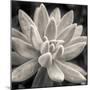 Echeveria Bloom-Assaf Frank-Mounted Giclee Print