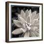 Echeveria Floret-Assaf Frank-Framed Giclee Print