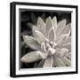 Echeveria Floret-Assaf Frank-Framed Giclee Print