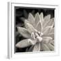 Echeveria Floret-Assaf Frank-Framed Giclee Print