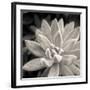 Echeveria Floret-Assaf Frank-Framed Giclee Print