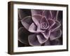 Echeveria I-Andrew Levine-Framed Art Print