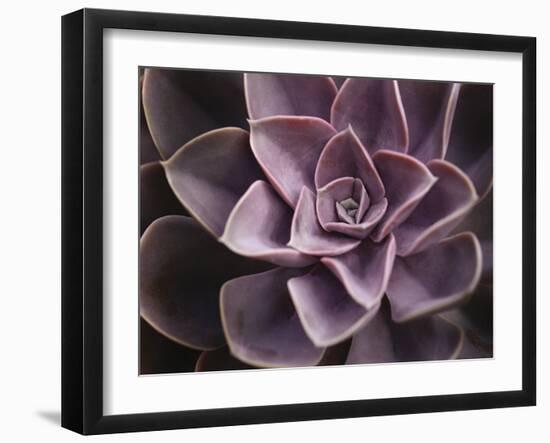 Echeveria I-Andrew Levine-Framed Art Print