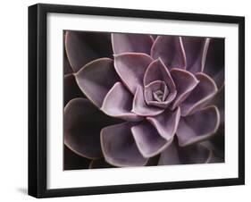 Echeveria I-Andrew Levine-Framed Art Print