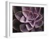 Echeveria I-Andrew Levine-Framed Art Print