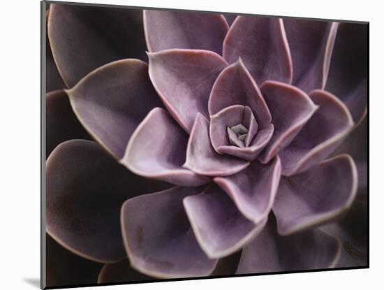 Echeveria I-Andrew Levine-Mounted Art Print