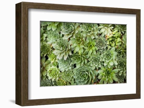 Echeveria I-Michael Hudson-Framed Art Print