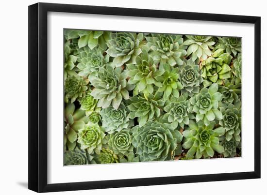 Echeveria I-Michael Hudson-Framed Art Print