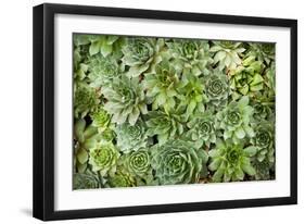 Echeveria I-Michael Hudson-Framed Art Print