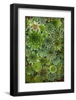 Echeveria II-Michael Hudson-Framed Art Print