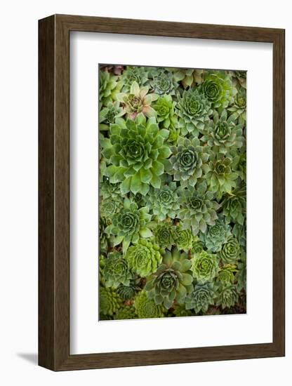 Echeveria II-Michael Hudson-Framed Art Print