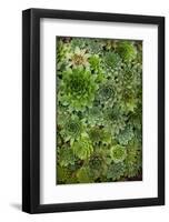 Echeveria II-Michael Hudson-Framed Giclee Print