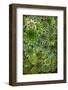 Echeveria II-Michael Hudson-Framed Giclee Print