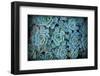 Echeveria III-Michael Hudson-Framed Giclee Print