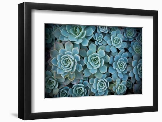 Echeveria III-Michael Hudson-Framed Giclee Print