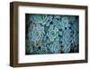 Echeveria III-Michael Hudson-Framed Giclee Print