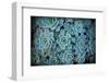 Echeveria III-Michael Hudson-Framed Giclee Print