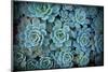 Echeveria III-Michael Hudson-Mounted Giclee Print