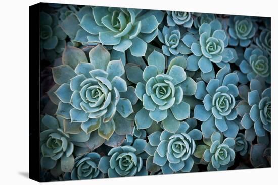 Echeveria III-Michael Hudson-Stretched Canvas