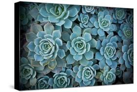 Echeveria III-Michael Hudson-Stretched Canvas