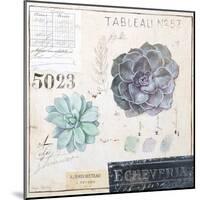 Echeveria…Sketchbook-Angela Staehling-Mounted Art Print