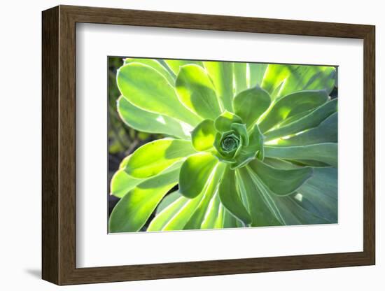 Echeveria, USA-Lisa S. Engelbrecht-Framed Photographic Print