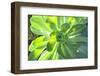 Echeveria, USA-Lisa S. Engelbrecht-Framed Photographic Print