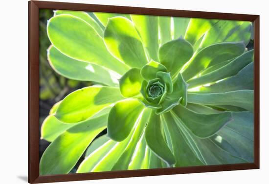 Echeveria, USA-Lisa S. Engelbrecht-Framed Photographic Print